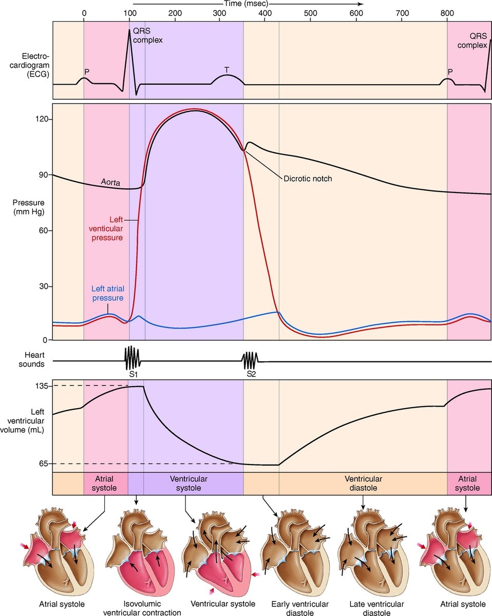 APS Publications On Twitter The Wiggers Diagram Is One Of The Most
