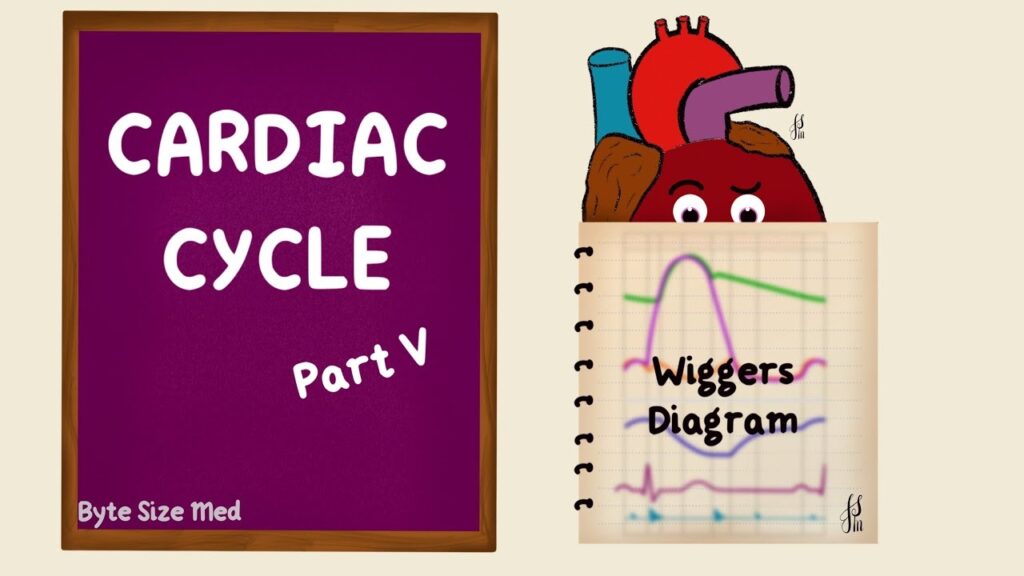 Cardiac Cycle Wiggers Diagram Part 5 Summary Cardiac Physiology