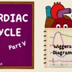 Cardiac Cycle Wiggers Diagram Part 5 Summary Cardiac Physiology