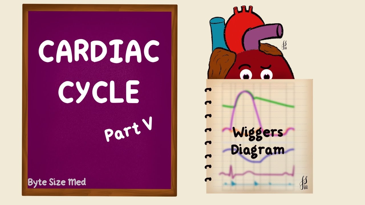 Cardiac Cycle Wiggers Diagram Part 5 Summary Cardiac Physiology