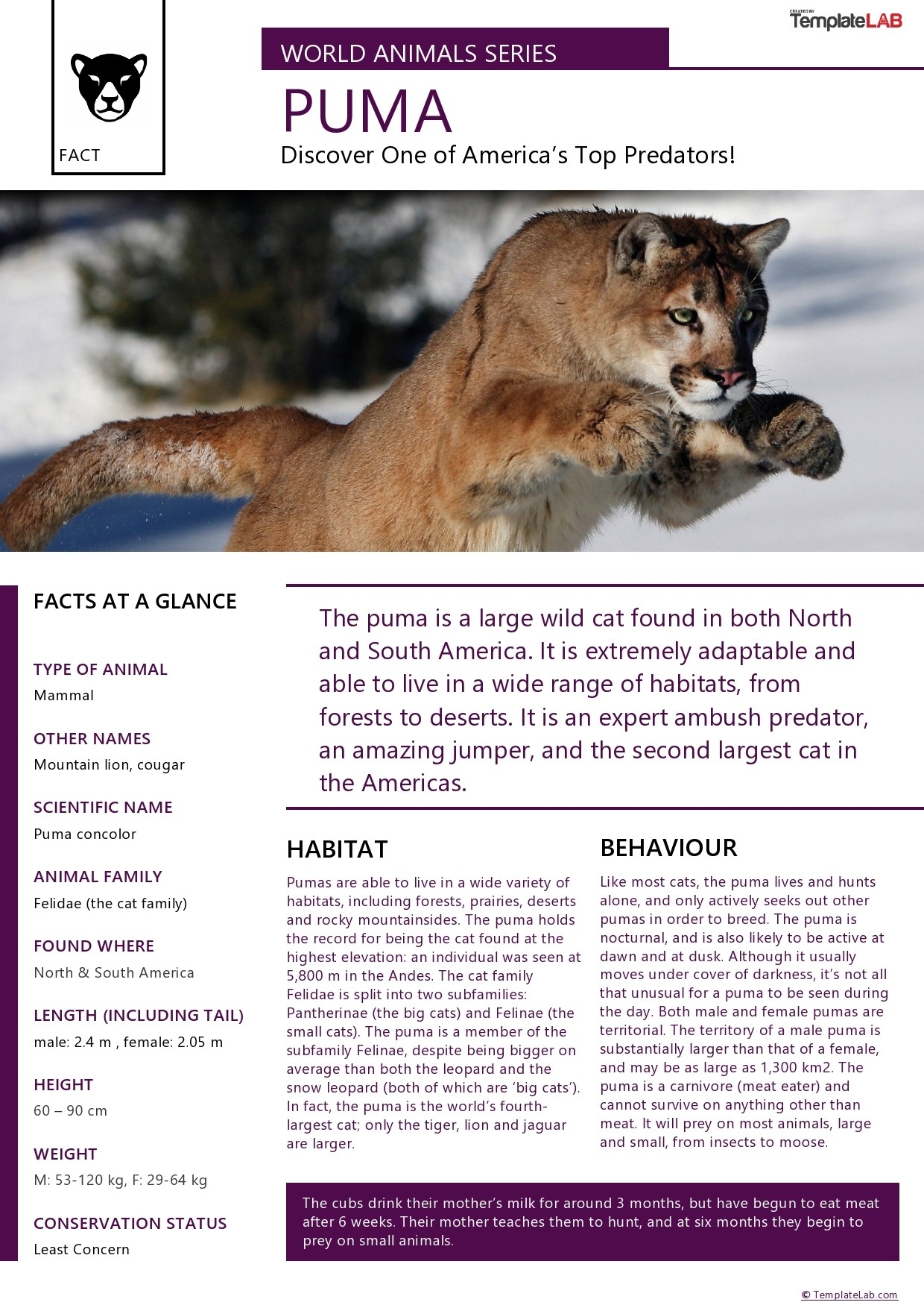 Fact Sheet Templates Free