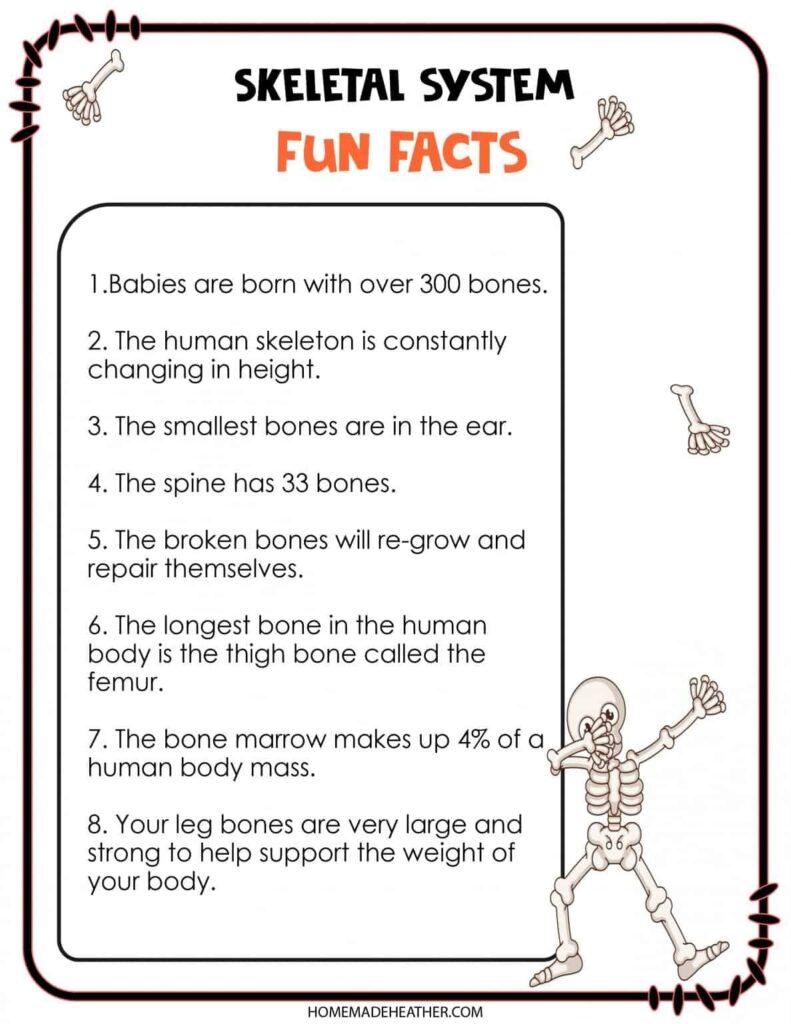Free Skeletal System Printable Work Sheets Skeletal System Printable