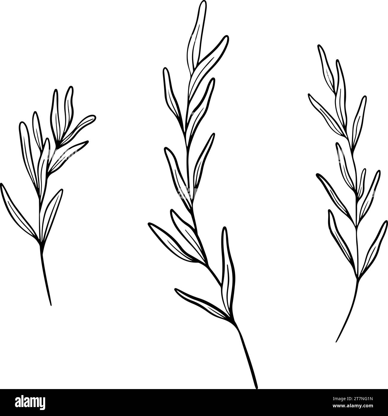 Lav Ndula Officinalis Black And White Stock Photos Images Alamy