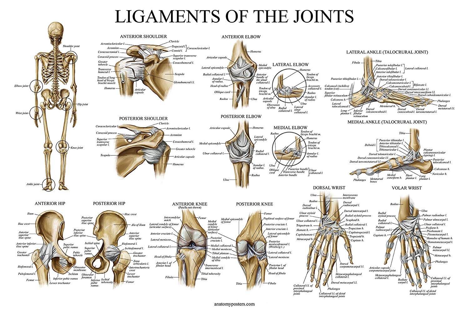 Ligaments Of The Joints Anatomical Chart Poster Print Vrogue Co