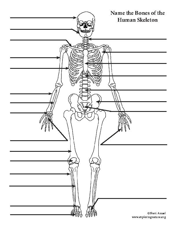 Blank Skeletal System Templates
