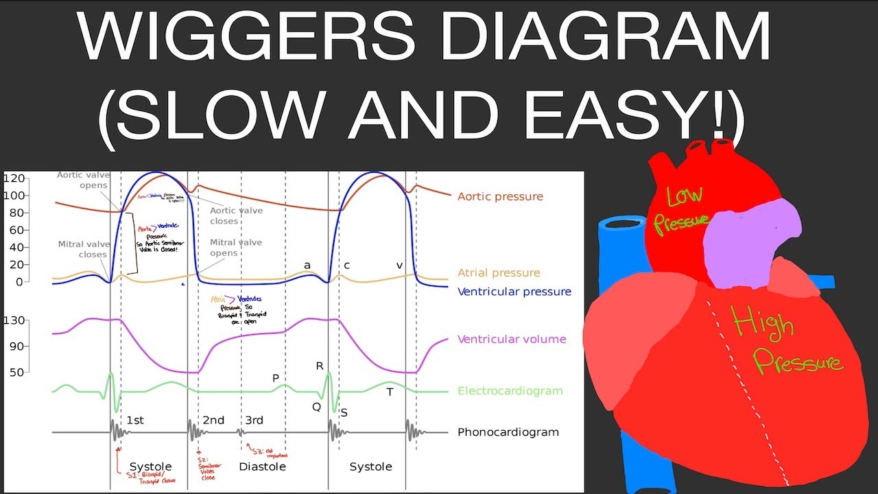 Physiology Wiggers Diagram Easiest Method To Understand It Cardiac