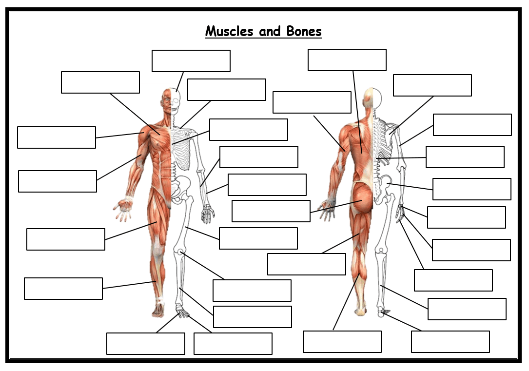 Skeletal Muscular System Worksheet